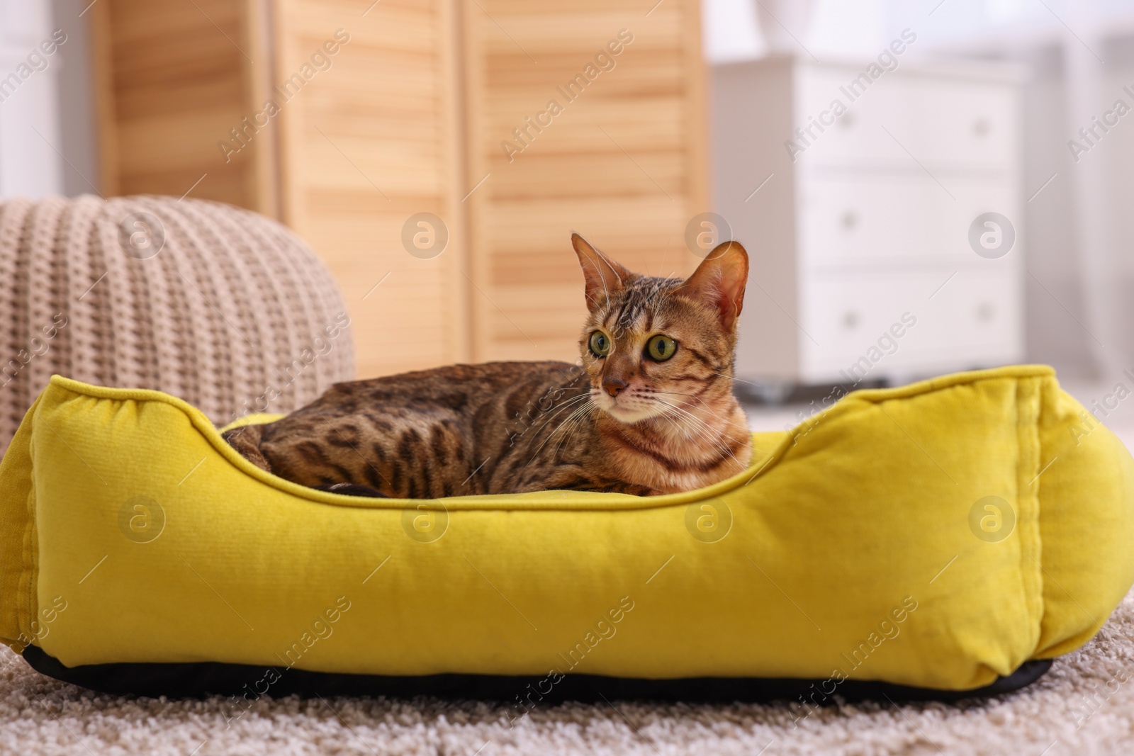 Photo of Cute Bengal cat lying on pet bed at home