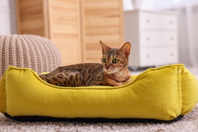 Photo of Cute Bengal cat lying on pet bed at home