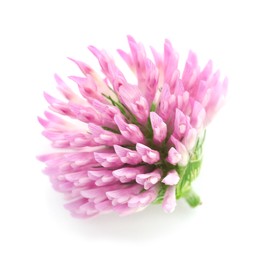 Photo of Beautiful blooming clover flower on white background