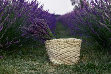 Photo of Woven handbag with beautiful bouquet in lavender field