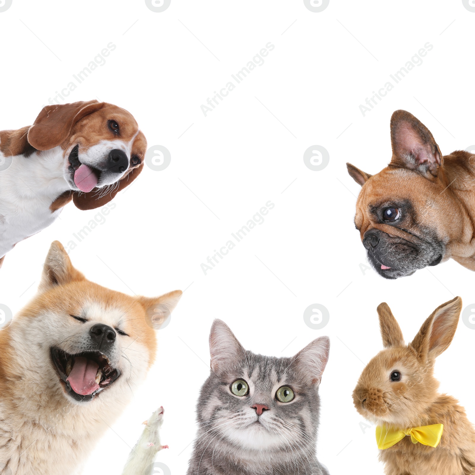 Image of Set with different cute pets on white background