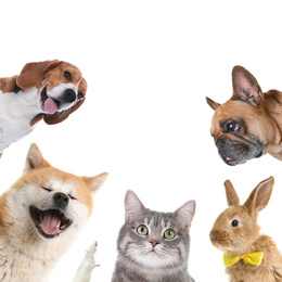 Image of Set with different cute pets on white background