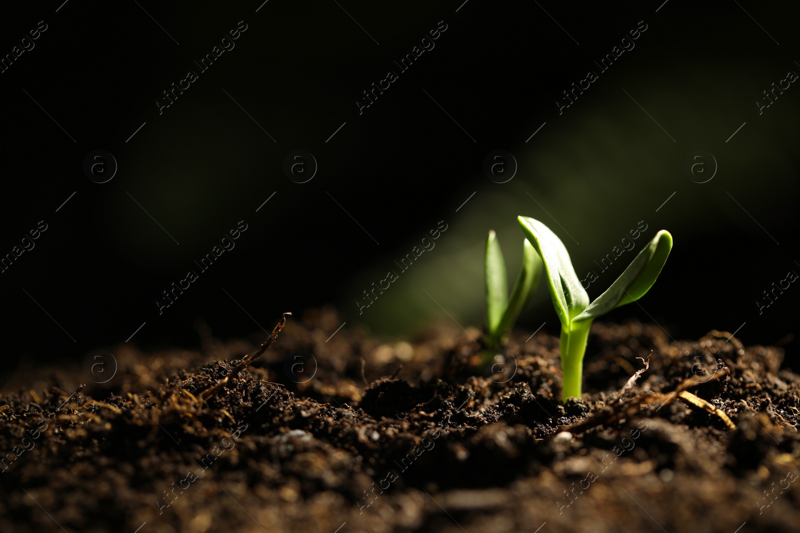 Photo of Little green seedlings growing in soil, closeup