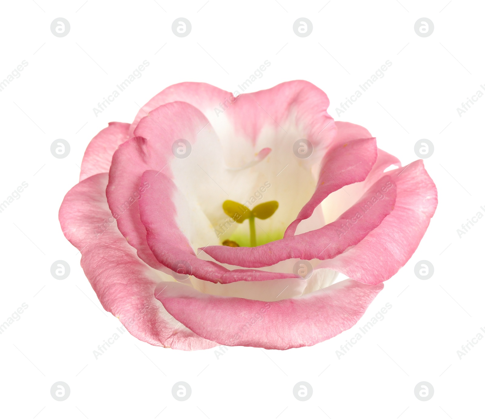 Photo of Beautiful fresh Eustoma flower on white background