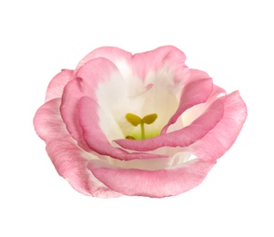 Photo of Beautiful fresh Eustoma flower on white background