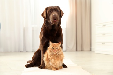Photo of Cat and dog together looking at camera on floor indoors. Fluffy friends