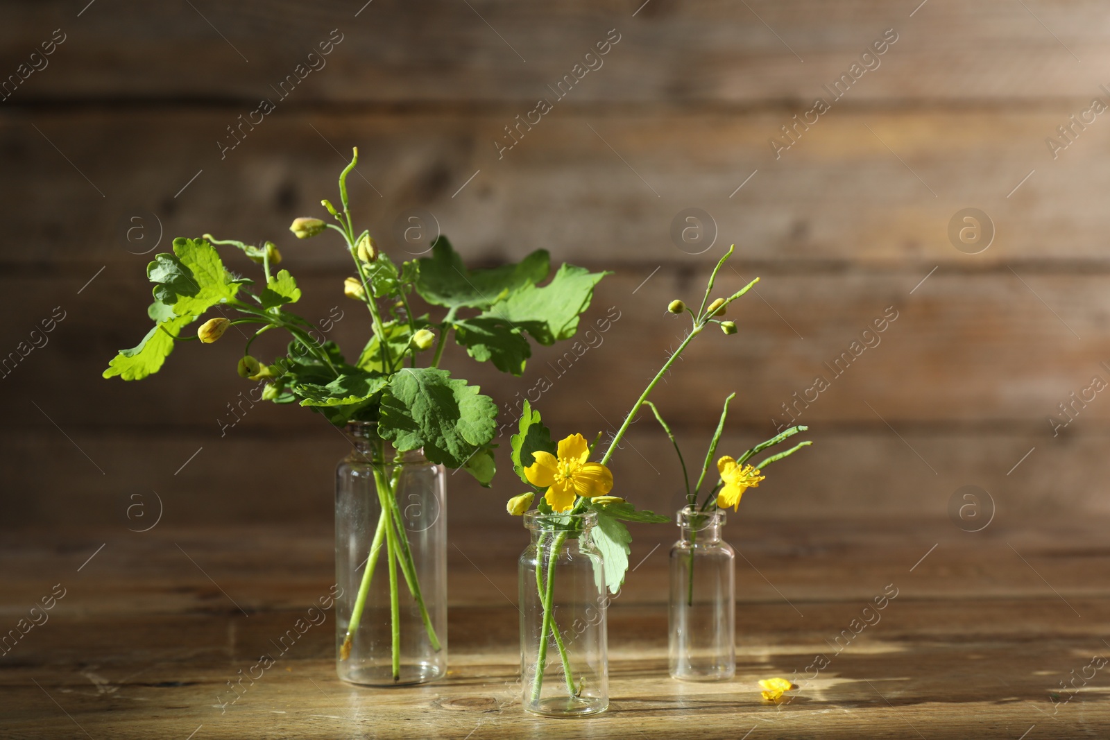 Photo of Celandine flowers in glass bottles on wooden table