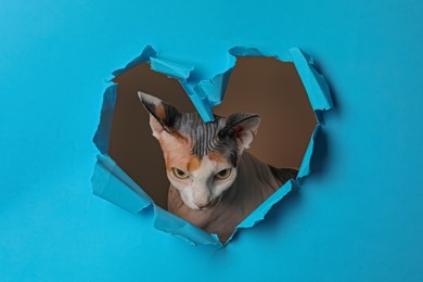 Adorable Sphynx cat looking out of torn heart shaped hole in light blue paper