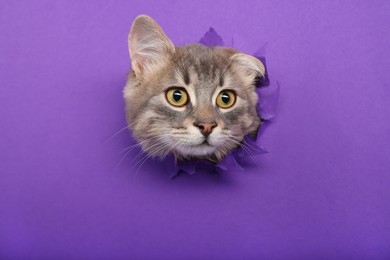 Photo of Cute cat looking through hole in purple paper