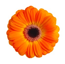 Beautiful orange gerbera flower isolated on white