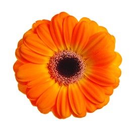 Image of Beautiful orange gerbera flower isolated on white