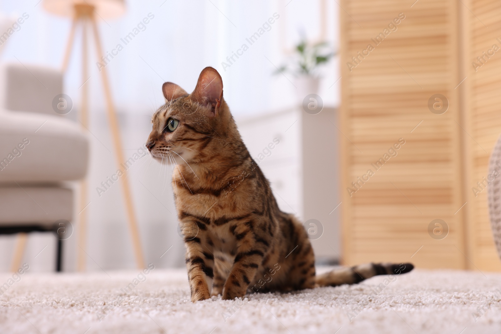 Photo of Cute Bengal cat on carpet at home. Adorable pet