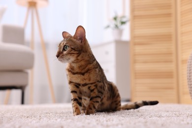 Cute Bengal cat on carpet at home. Adorable pet