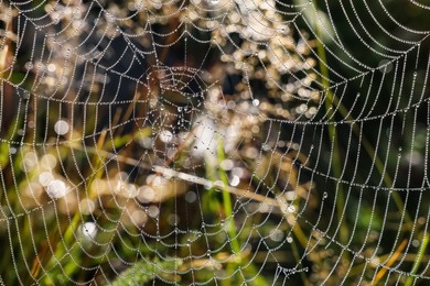 Beautiful cobweb with dew drops on grass in morning, closeup