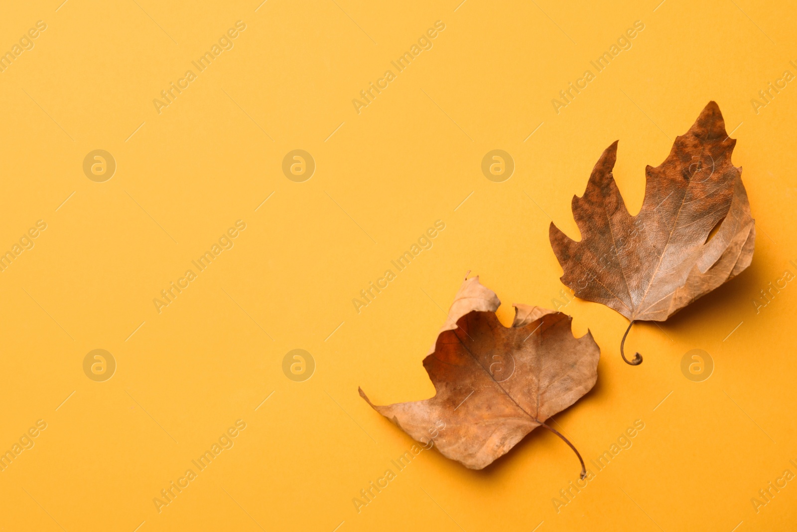 Photo of Dry autumn leaves on yellow background, flat lay. Space for text