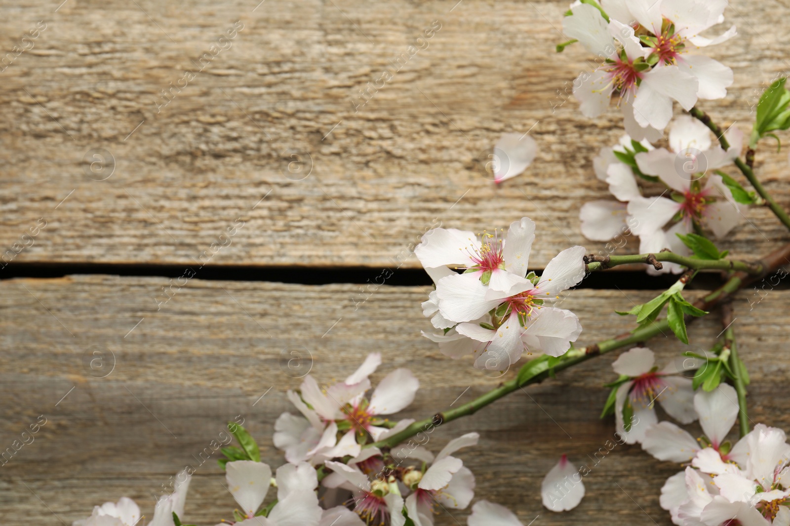 Photo of Spring season. Beautiful blossoming tree branch and flower petals on wooden table, flat lay. Space for text