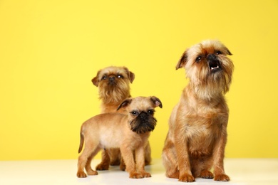 Studio portrait of funny Brussels Griffon dogs on color background