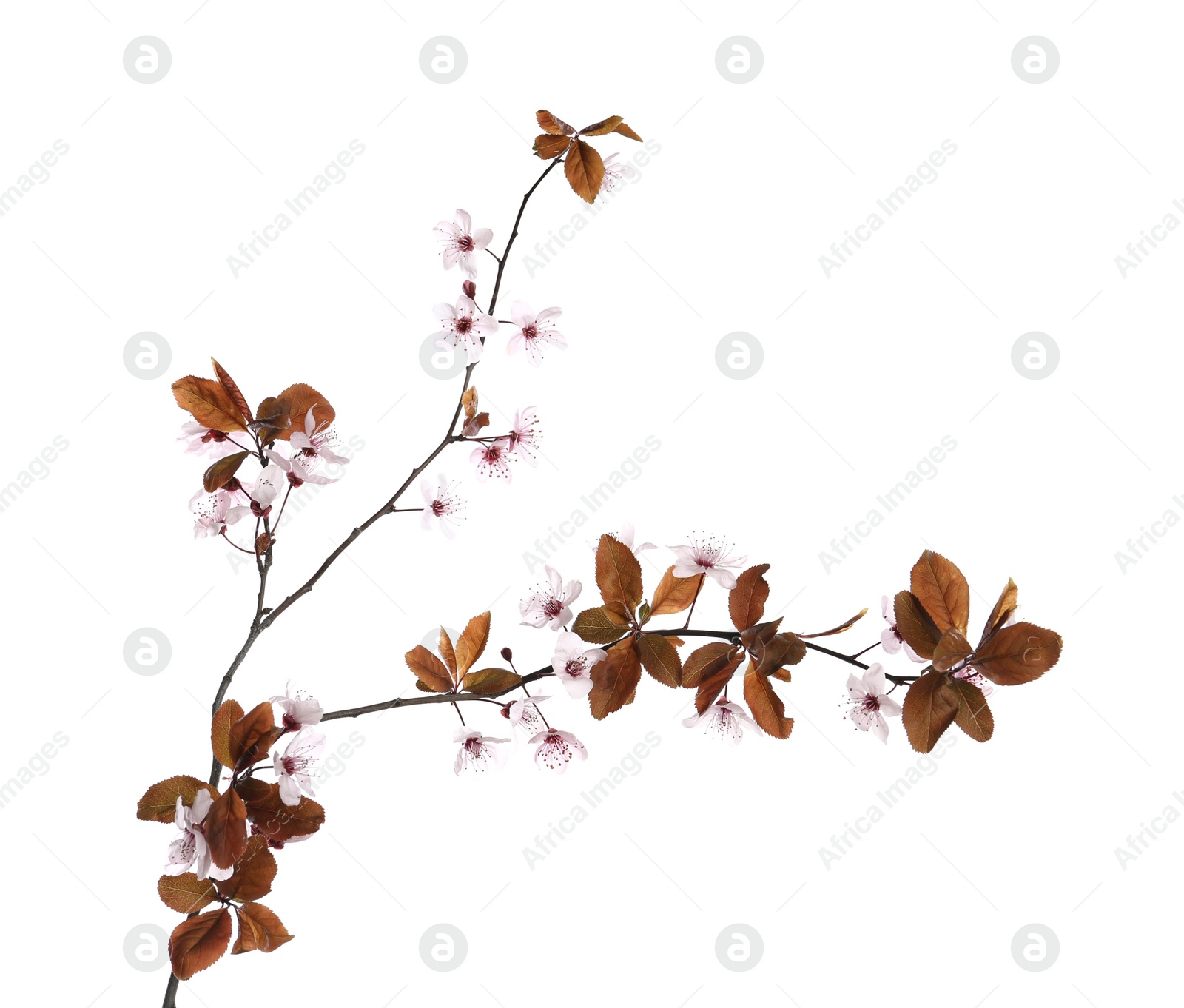 Photo of Branch of plum tree with beautiful blossom isolated on white. Spring season