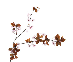 Branch of plum tree with beautiful blossom isolated on white. Spring season