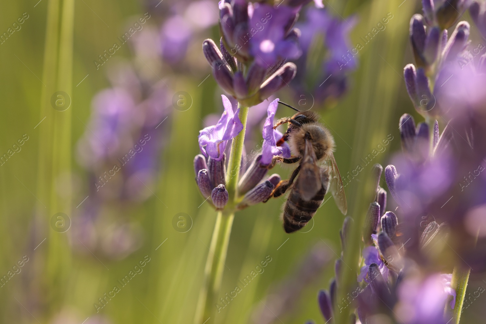 Photo of Honeybee collecting nectar from beautiful lavender flower outdoors, closeup