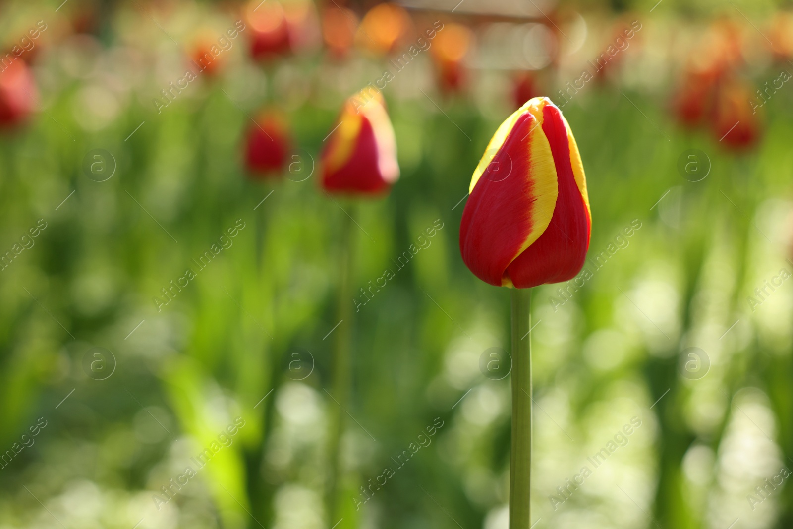 Photo of Beautiful bright tulips growing outdoors on sunny day, closeup. Space for text