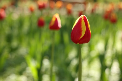 Beautiful bright tulips growing outdoors on sunny day, closeup. Space for text