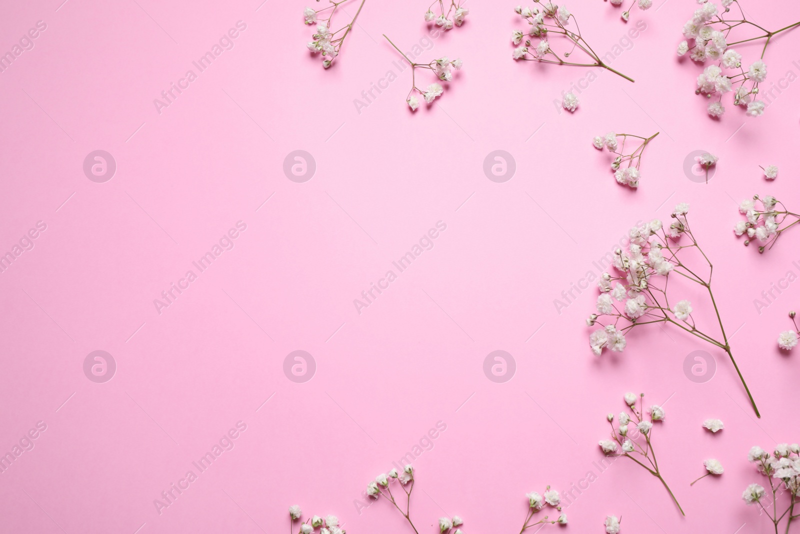 Photo of Beautiful floral composition with gypsophila on pink background, flat lay. Space for text