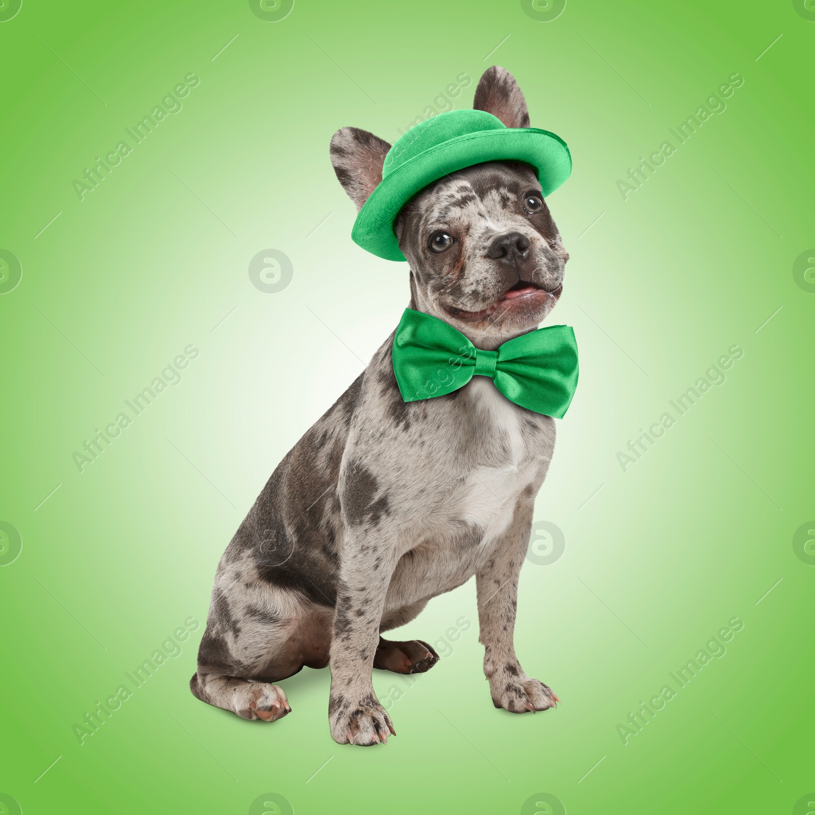 Image of St. Patrick's day celebration. Cute French bulldog with bow tie and leprechaun hat on green background