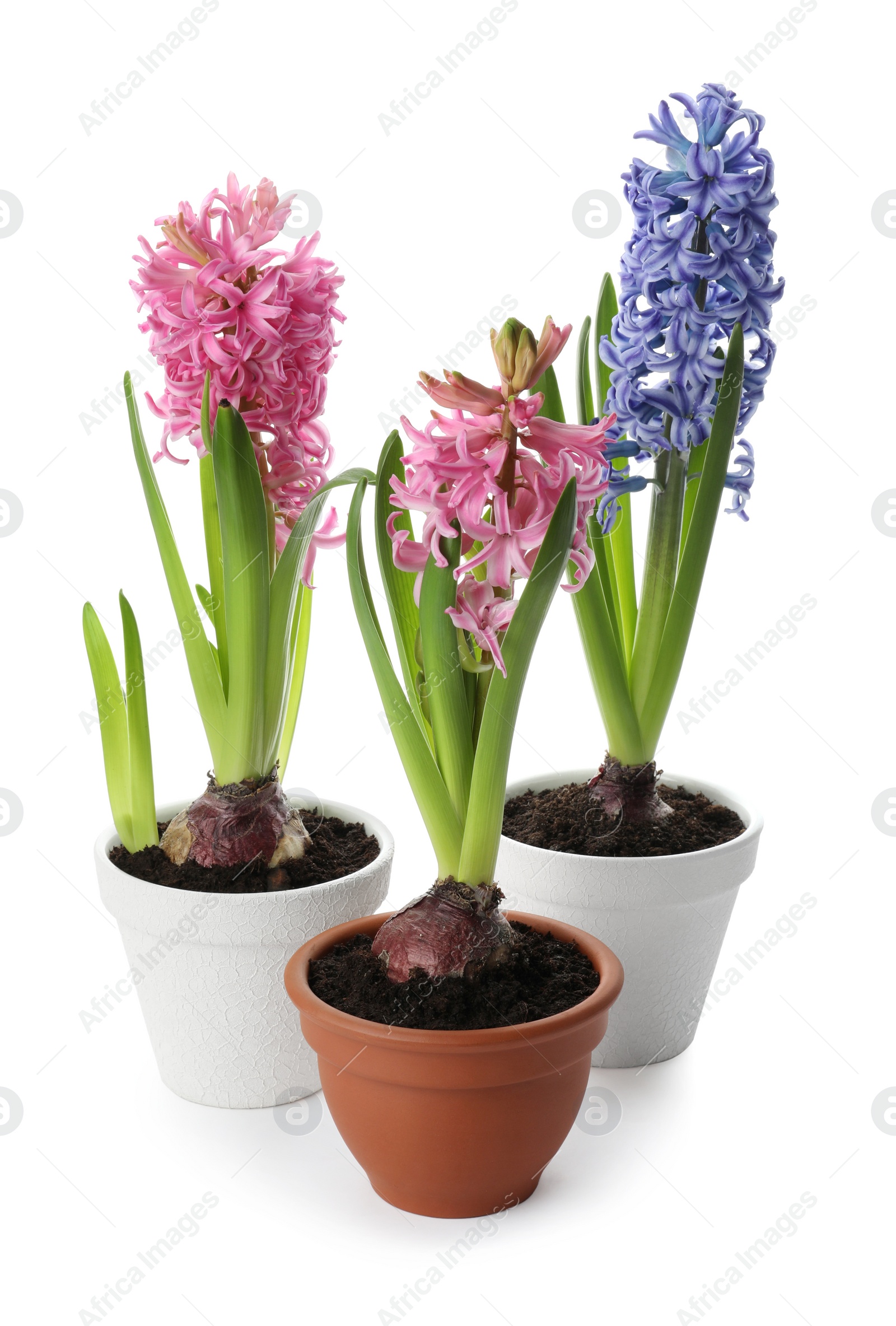 Photo of Beautiful potted hyacinth flowers on white background