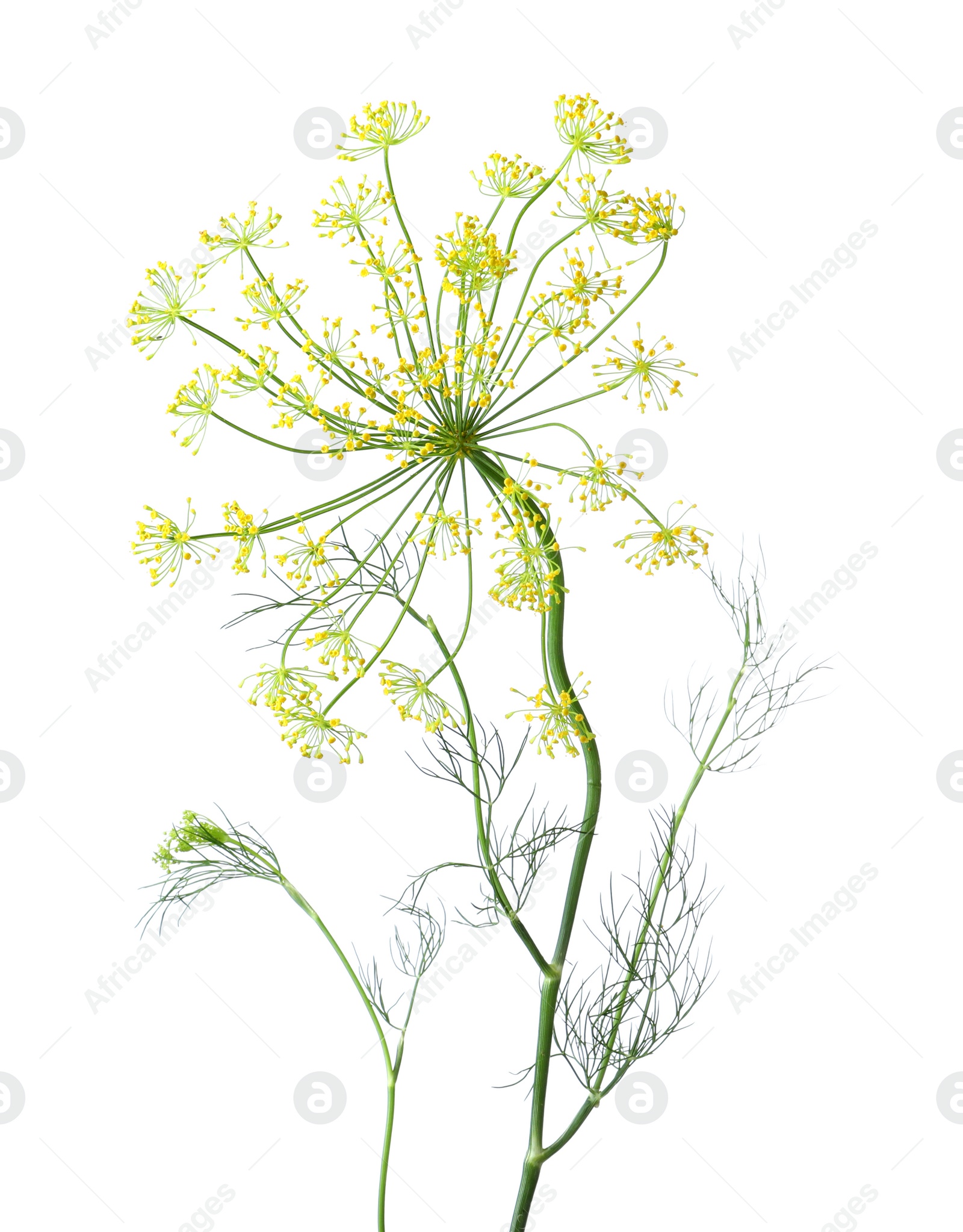 Photo of Fresh green dill flower isolated on white