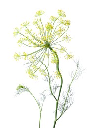 Photo of Fresh green dill flower isolated on white