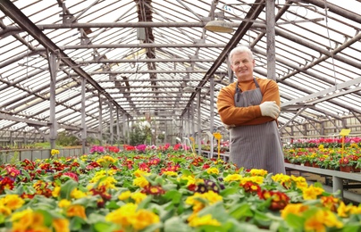 Mature man in greenhouse among blooming flowers. Home gardening