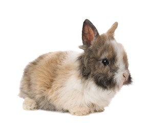 Cute fluffy pet rabbit isolated on white