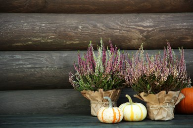 Beautiful heather flowers in pots and pumpkins on table near wooden wall, space for text