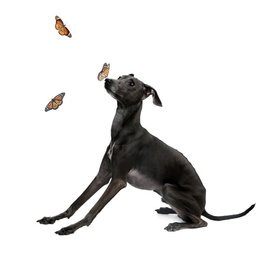 Image of Cute Italian Greyhound dog playing with butterflies on white background