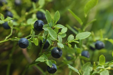 Ripe bilberries growing in forest, closeup. Seasonal berries