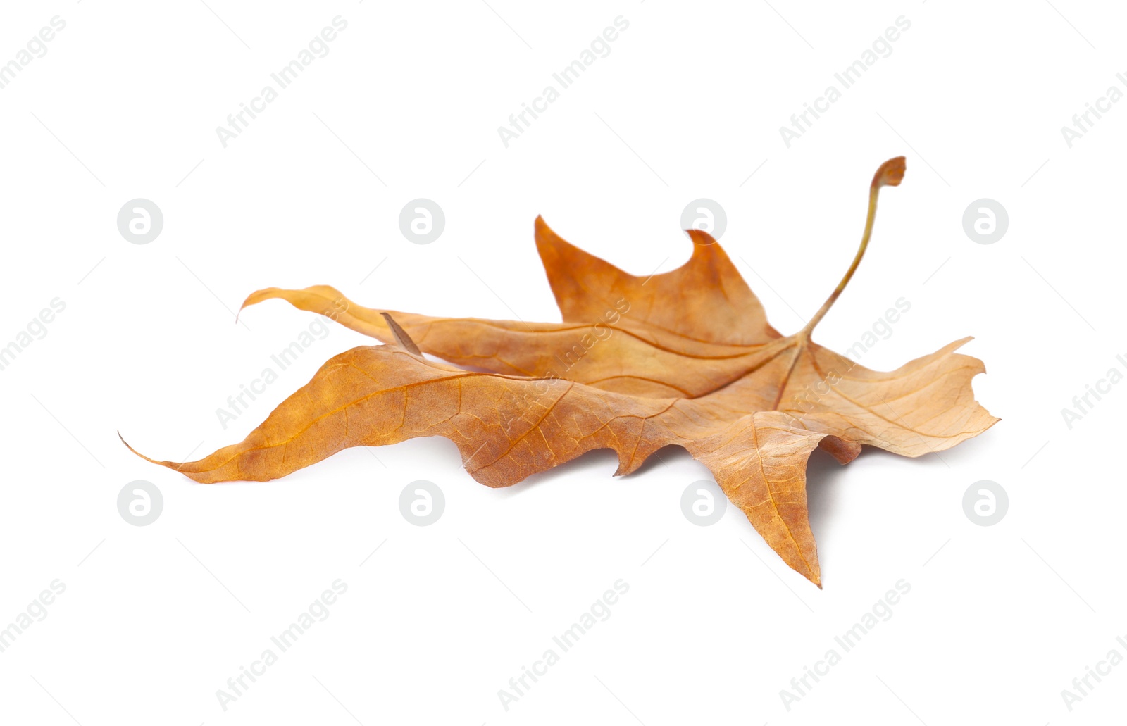 Photo of Dry leaf isolated on white. Autumn season