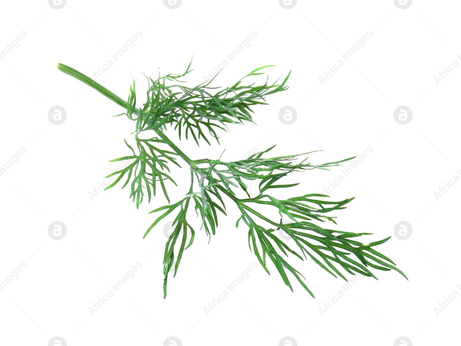 Photo of One sprig of fresh dill isolated on white