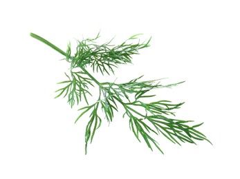 Photo of One sprig of fresh dill isolated on white