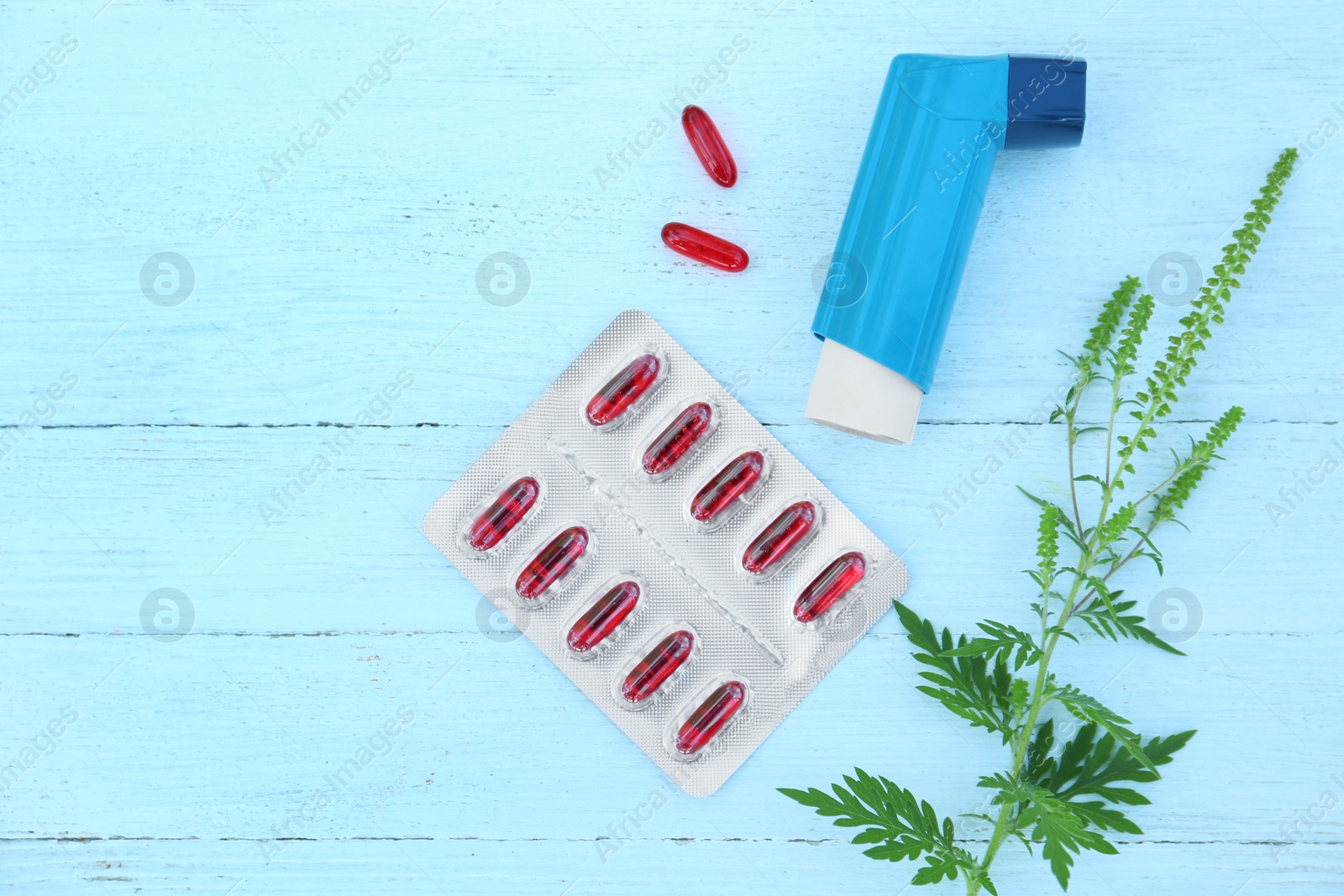 Photo of Ragweed (Ambrosia) branch, inhaler and pills on blue wooden table, flat lay with space for text. Seasonal allergy