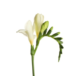 Photo of Beautiful blooming freesia flower isolated on white