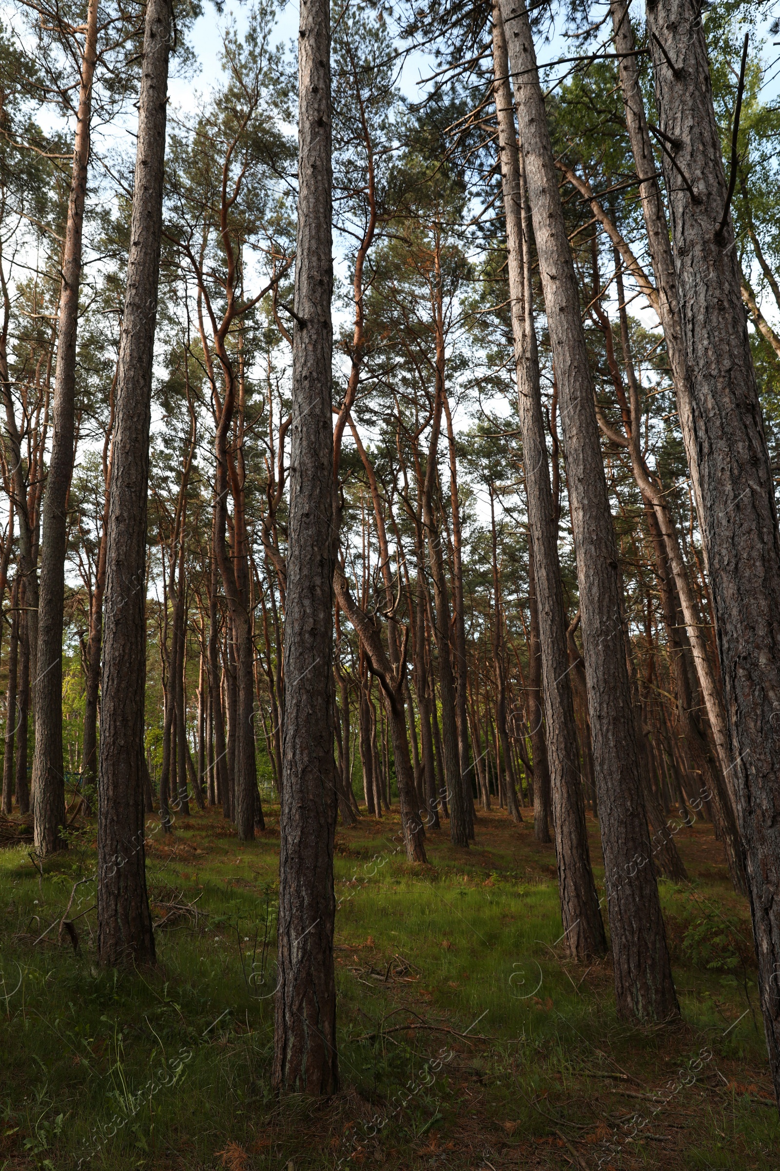 Photo of Beautiful view of conifer forest on spring day