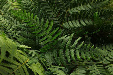 Green fern plant with lush leaves as background