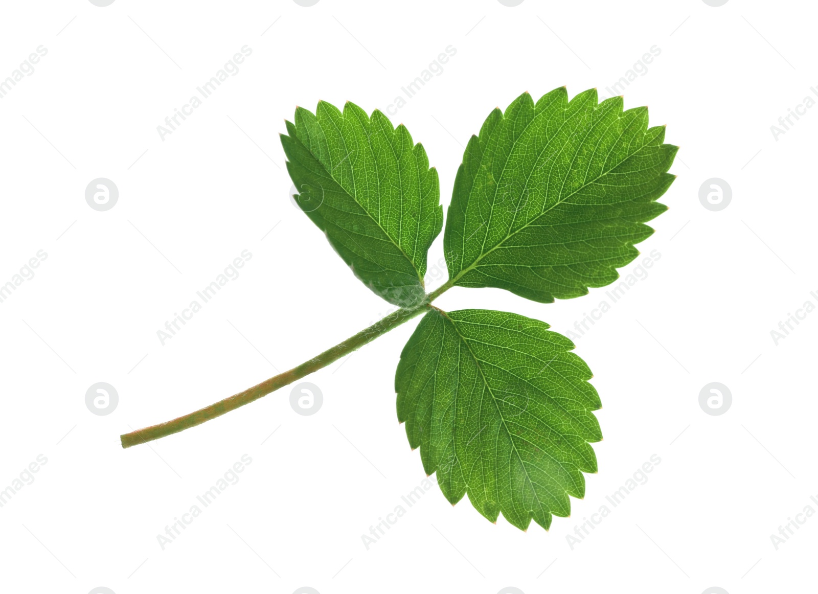 Photo of Fresh green strawberry foliage isolated on white