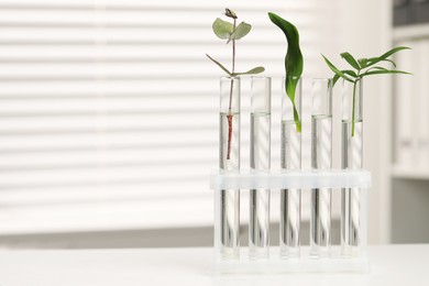 Photo of Test tubes with different plants on white table in laboratory. Space for text