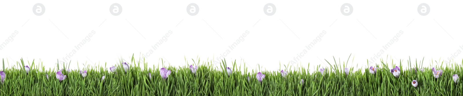 Image of Fresh green grass and flowers on white background, banner design. Spring season