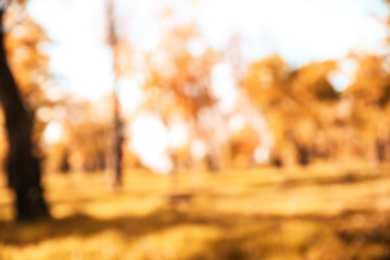 Blurred view of trees with bright leaves in park. Autumn landscape