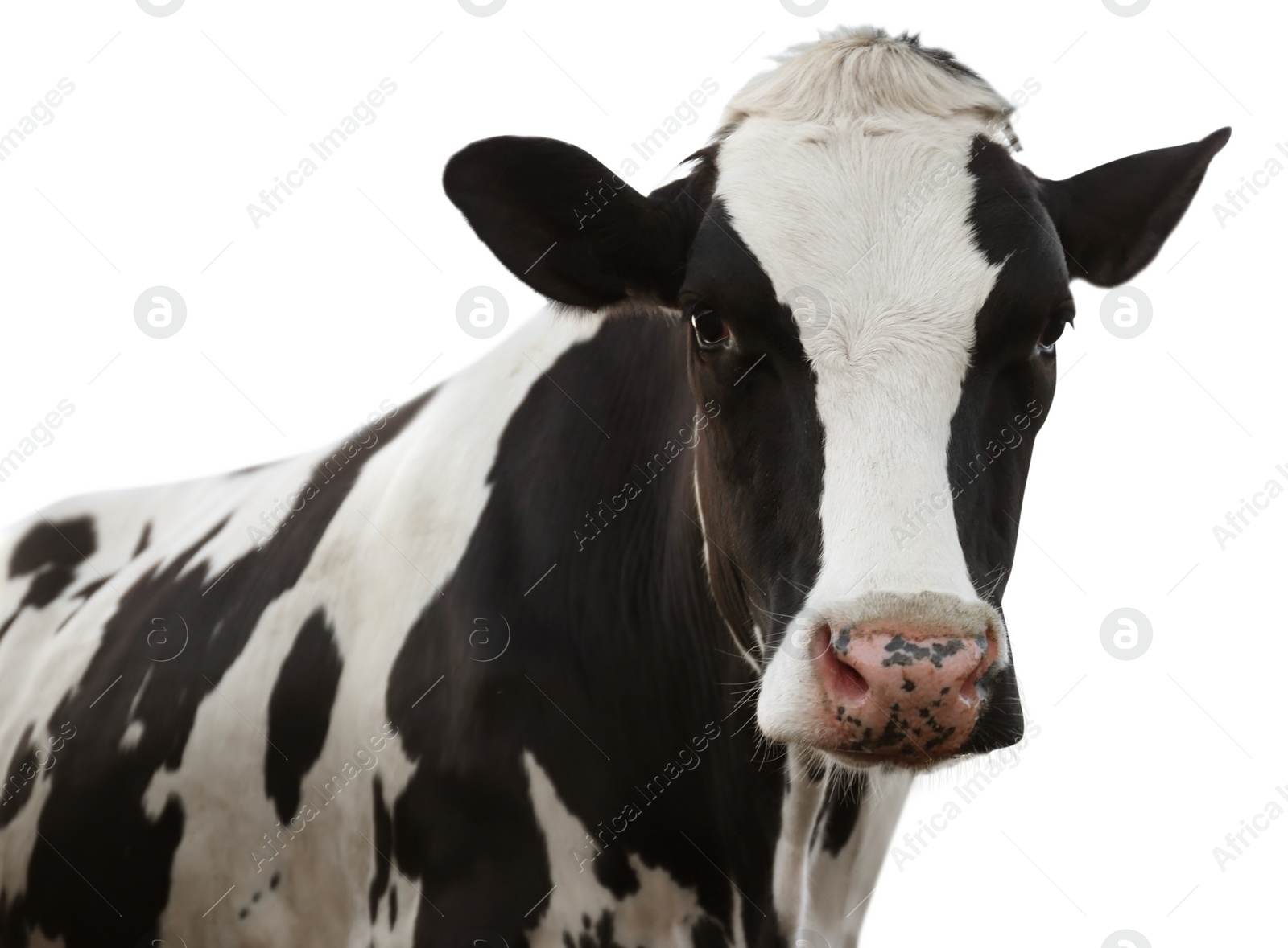 Image of Cute cow on white background, closeup view. Animal husbandry