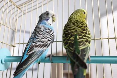 Photo of Beautiful bright parrots in cage indoors. Exotic pets