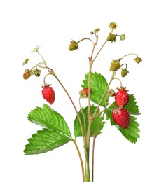 Photo of Stems of wild strawberry with berries and green leaves isolated on white